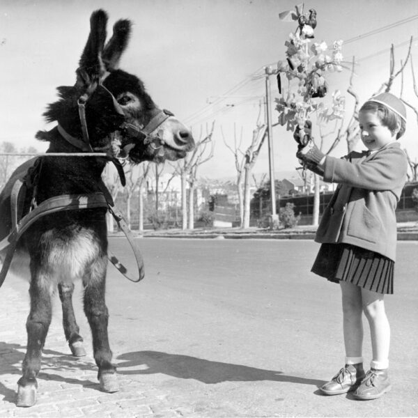 Enfant présentant son rameau de confiseries a un âne - 1951